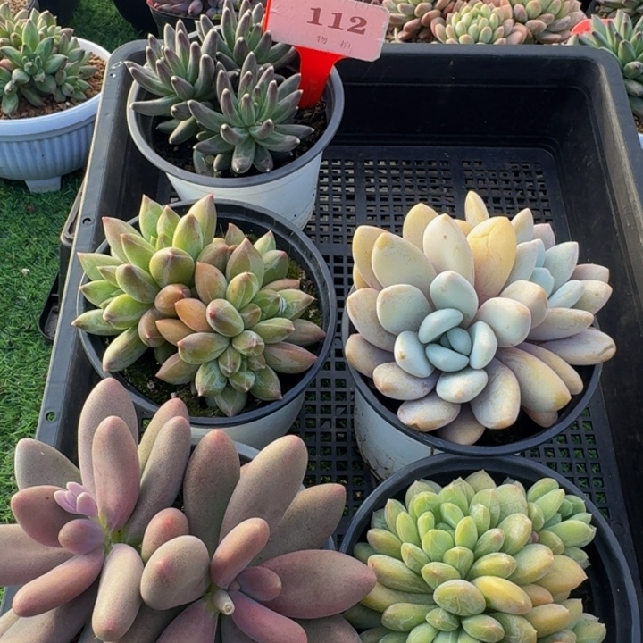 112多肉植物一物一拍