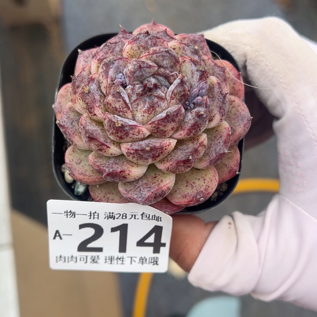 赤水晶多肉多肉多肉多肉