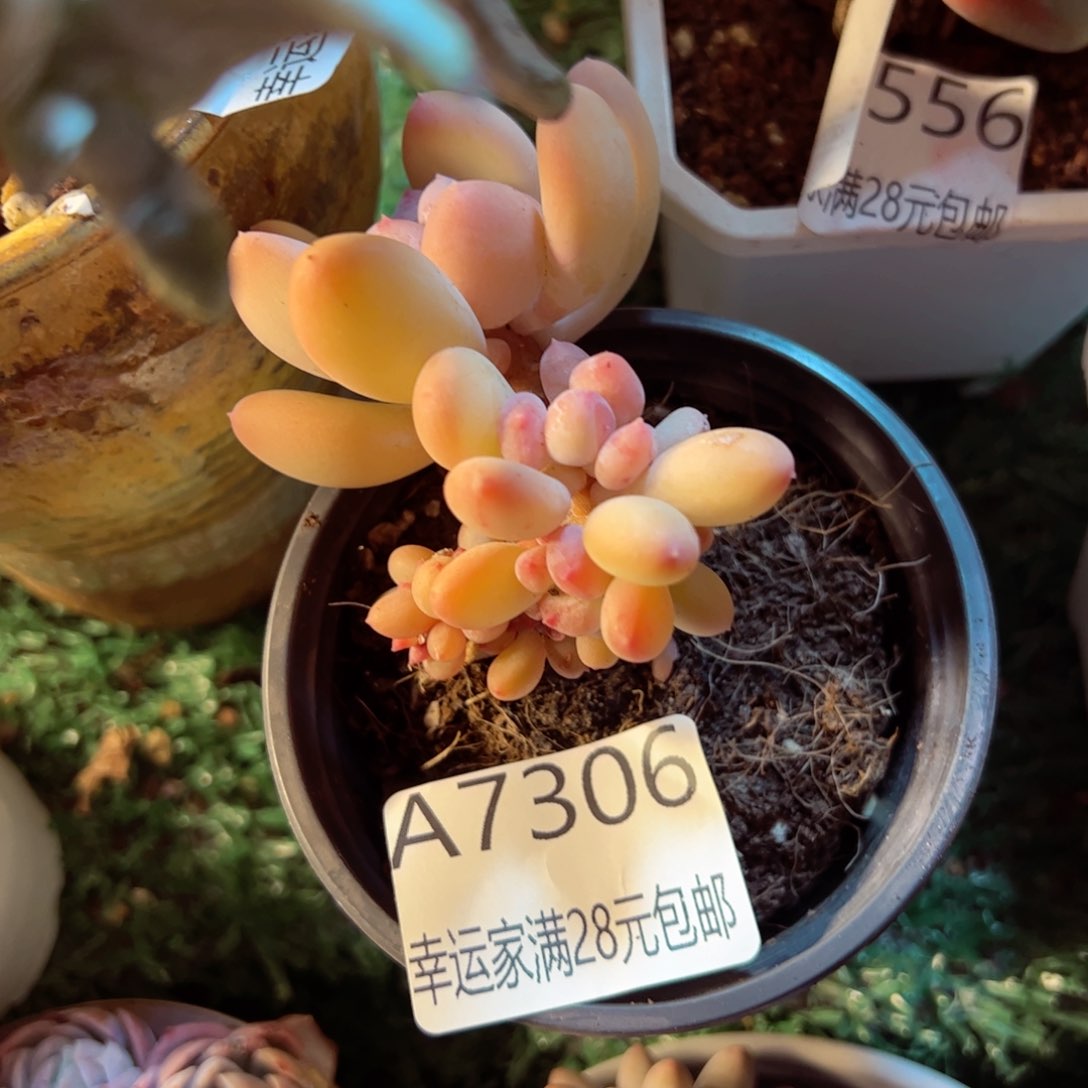 幸运的是我的朋友们