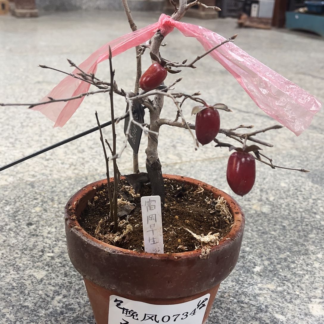 无花朵晚      0734