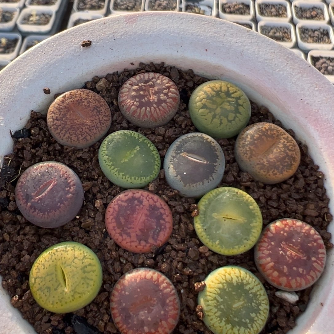 69多肉植物百科植物