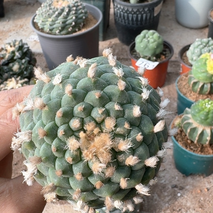 964小尤十三棱仙仙人球