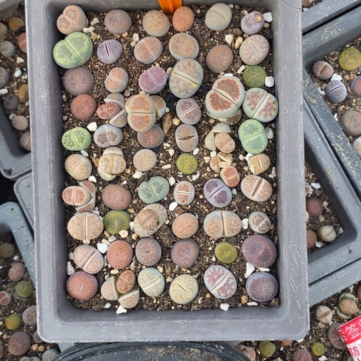 _***贵生石花等植物的生长230