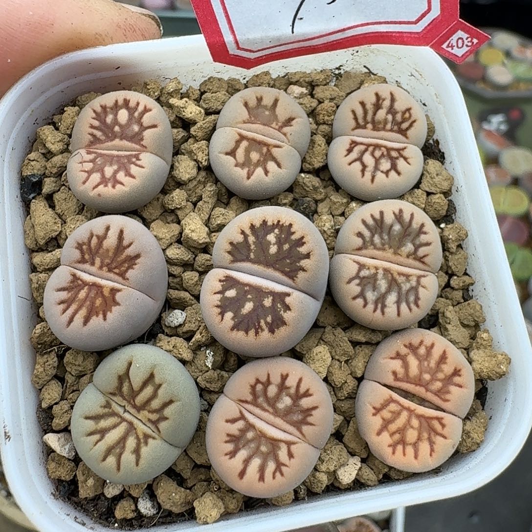 95多肉哈哈哈哈哈哈哈