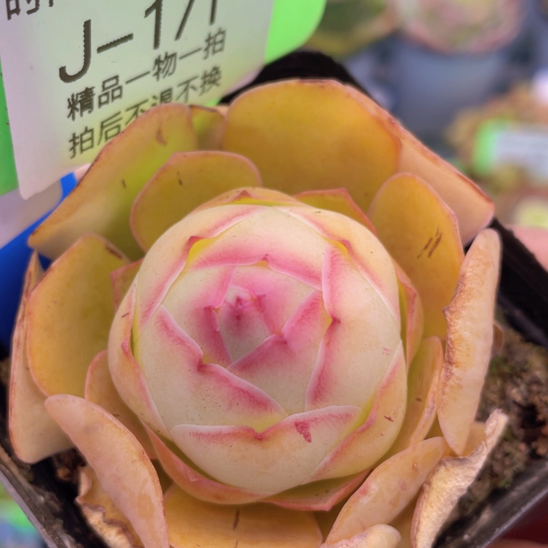 浣纱多肉J171一物一拍