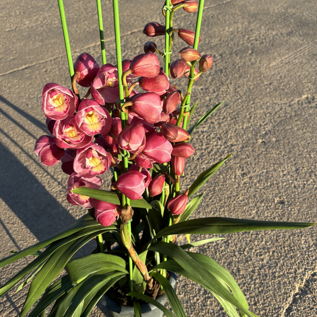 大花蕙兰——福神(0度以下拍保温不拍保温冻坏不售后)