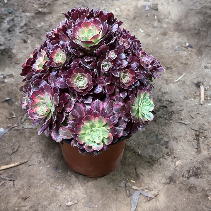 多肉植物法师安娜80