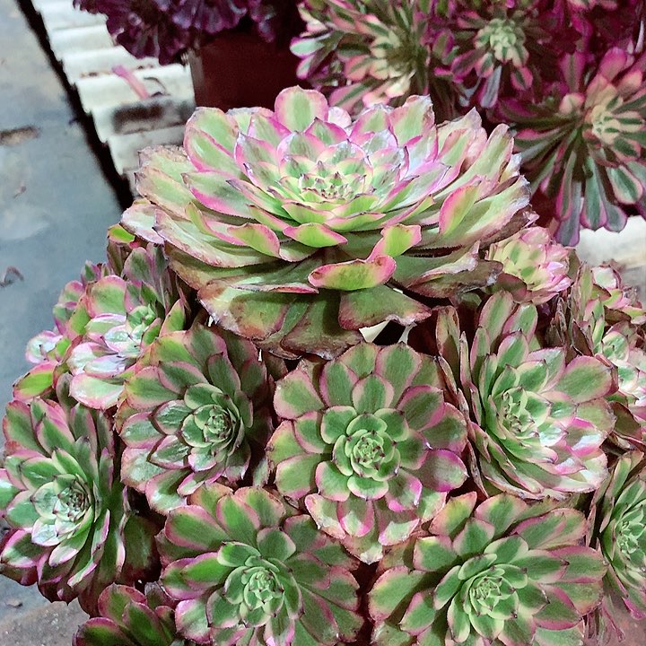 奥黛丽，多肉植物