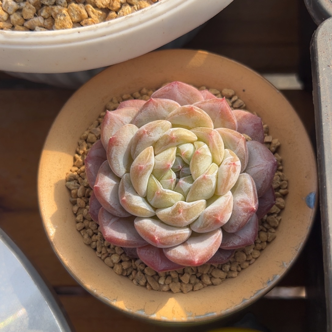 多肉单头雪梅【满18包邮】