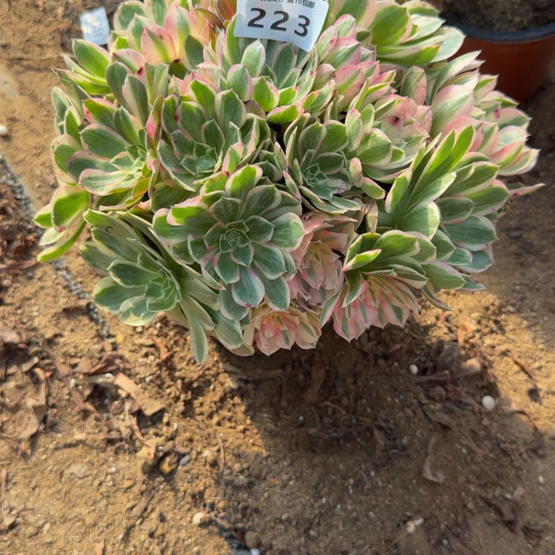 223玉芙蓉。多肉植物