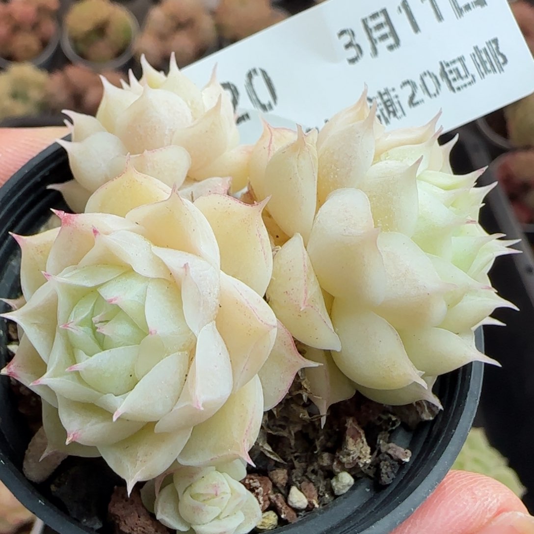 花语逸镜0311-20散