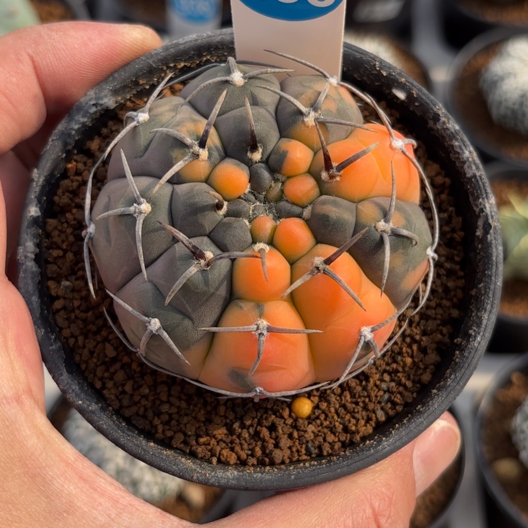 266实生三本刺锦带盆带土