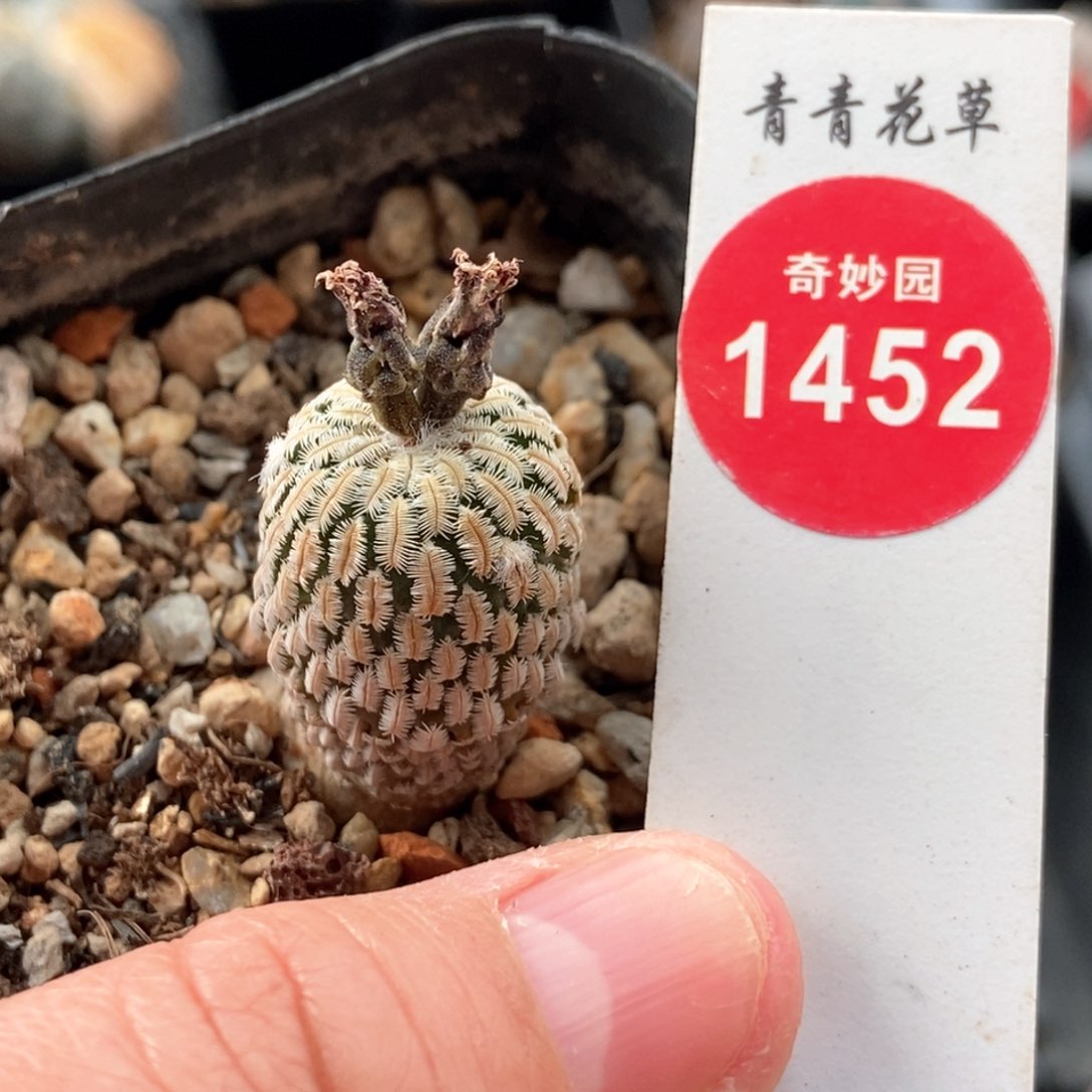 实生赤花精巧殿1.8cm