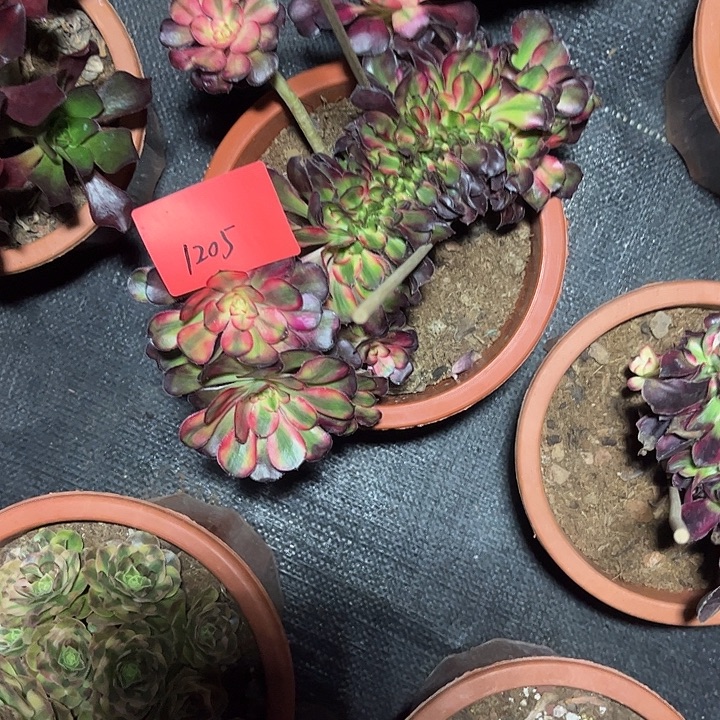 用***5花蝴蝶缀化多肉植物1205