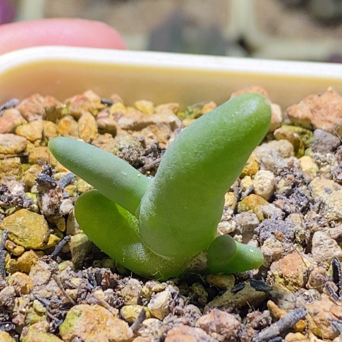 开播福利一个小手套