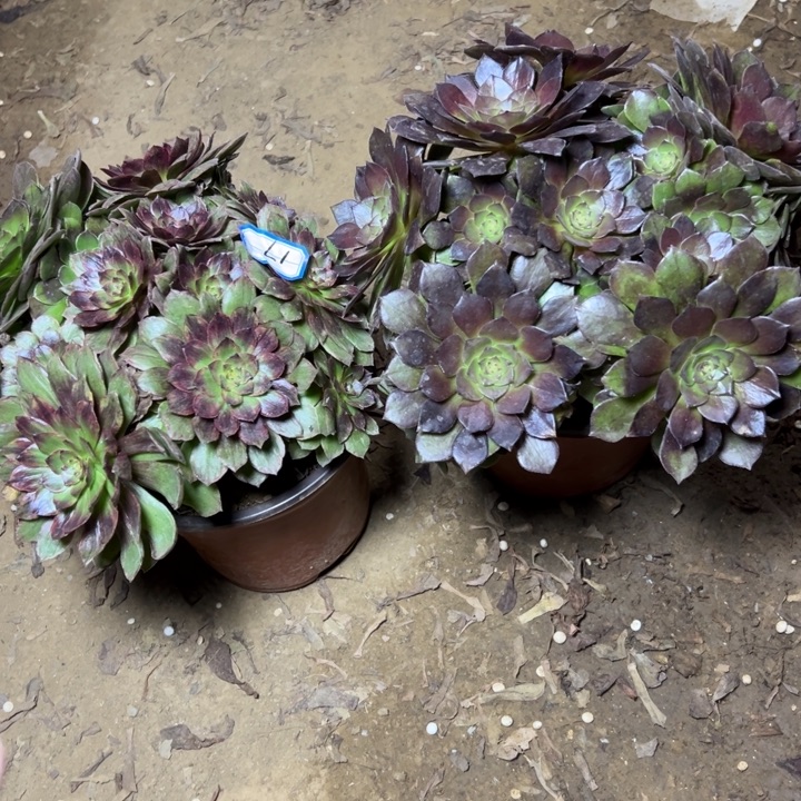 多肉植物两个法师17