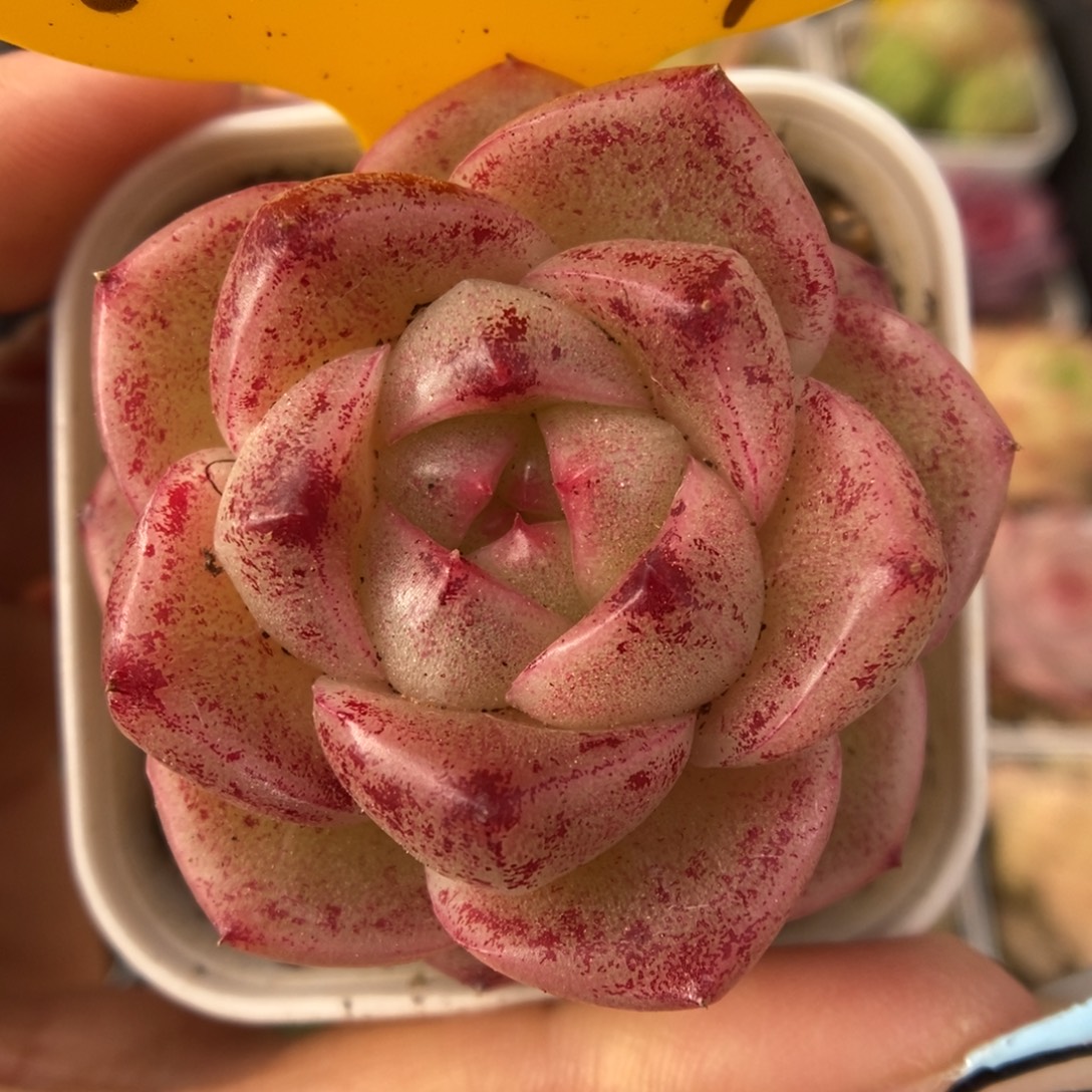 珍妮麦秆可拍1057号