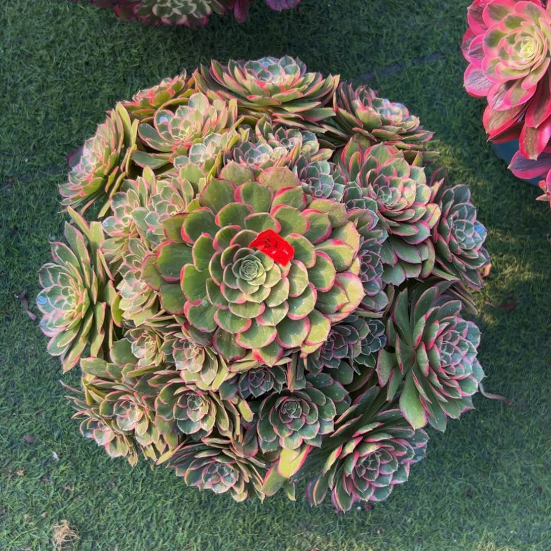 335炖肉植物发货粉花妖