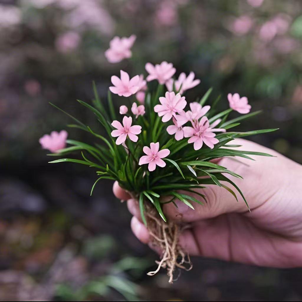 超香姬蒲草四季麦冬开花浓香型盆栽小兰花室内绿植浓香花卉好养