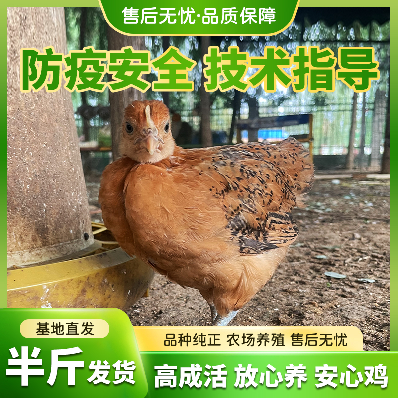 【买10送3】纯种活体红瑶鸡5-6两左右宠物鸡基地直发