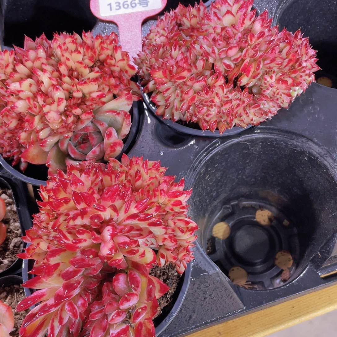 1366号 韩货带板子红拉糖缀化一颗