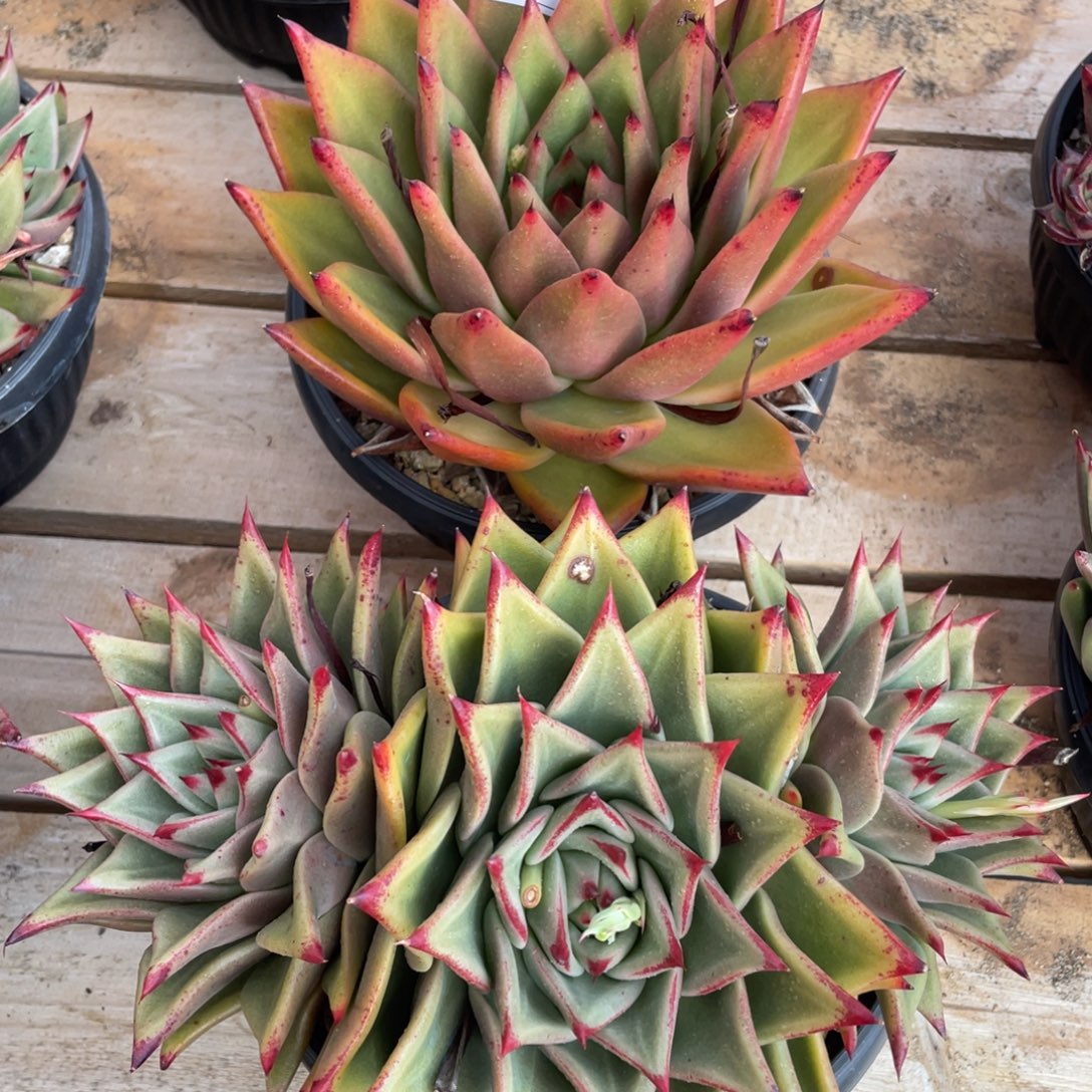 无花朵若如东云组拍E769