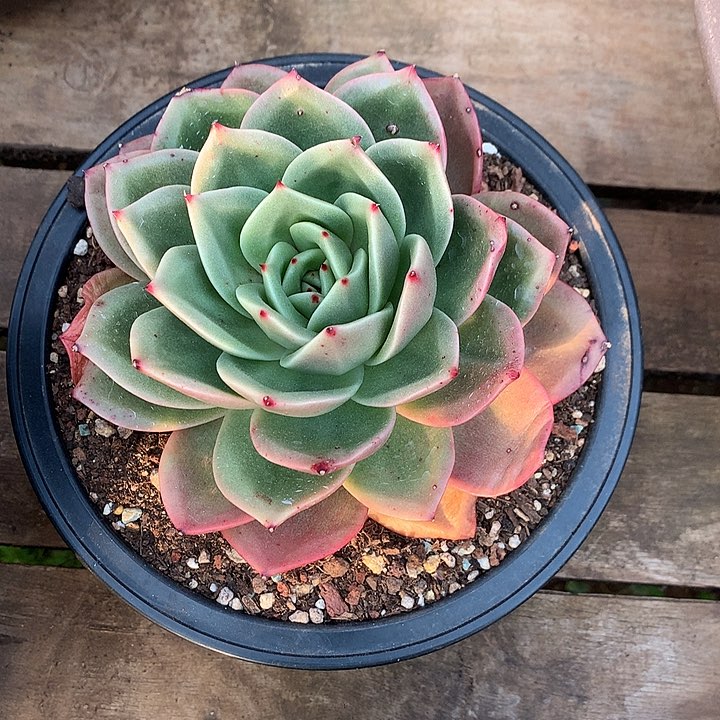 美肉特价活动开始啦