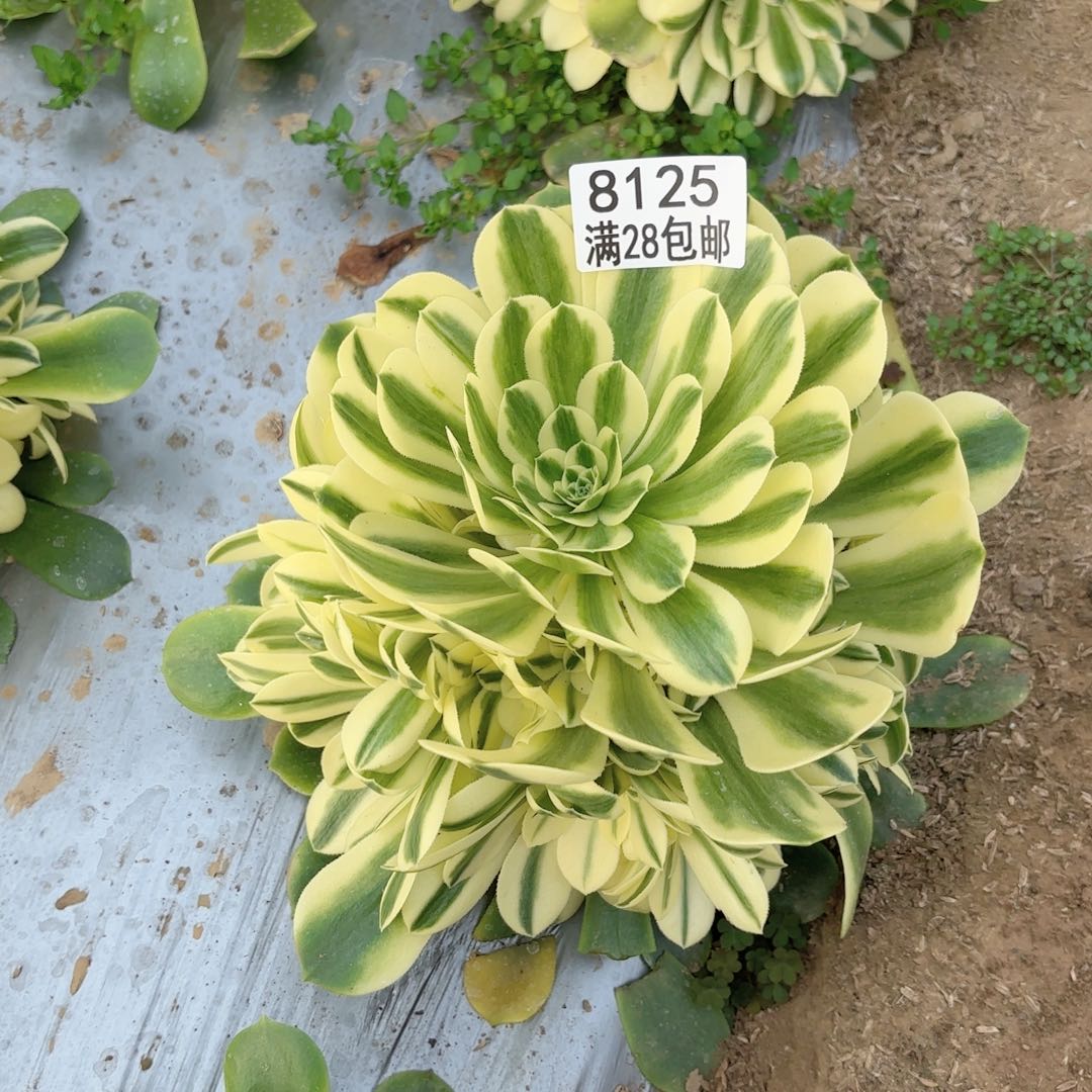 人***天F.    8125辛尼雅多肉