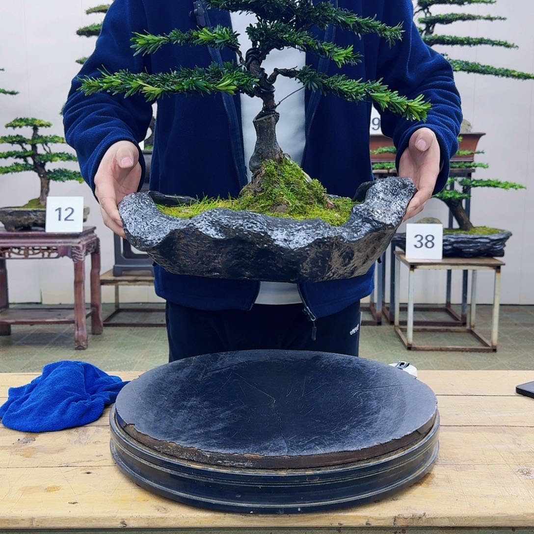 盆景米叶罗汉松盆景