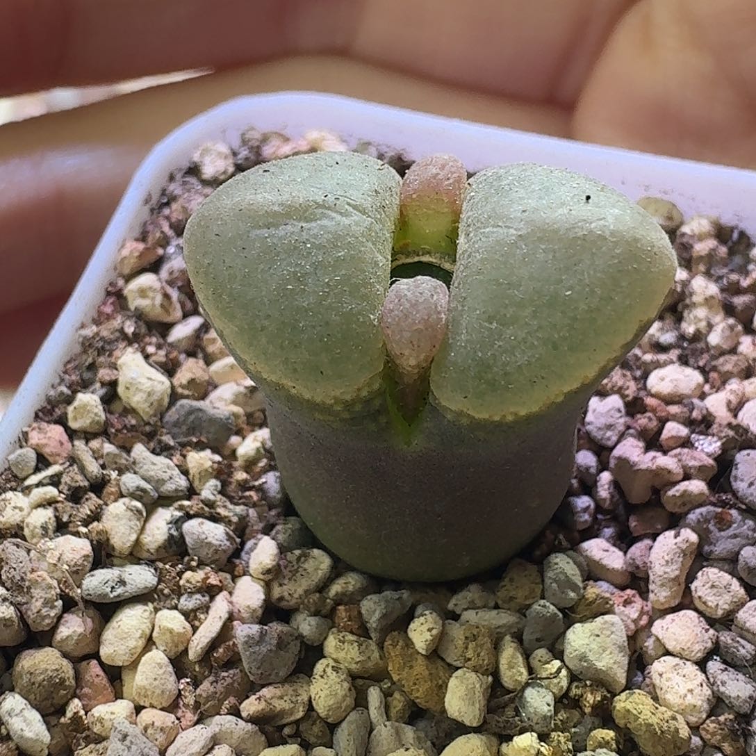 17号单头风铃一物一拍