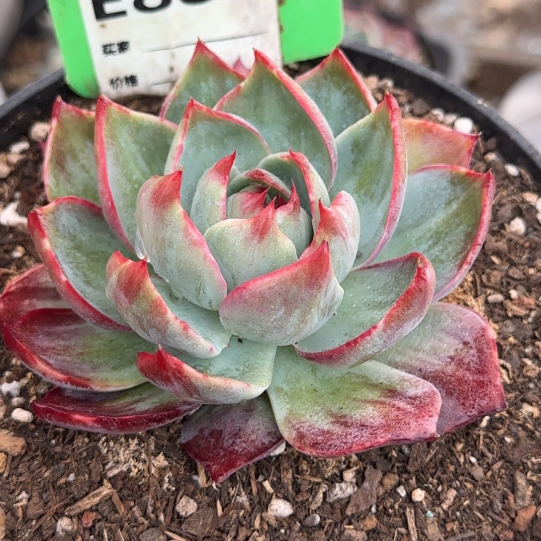 惊鸿一物一拍包装收缩花旱889