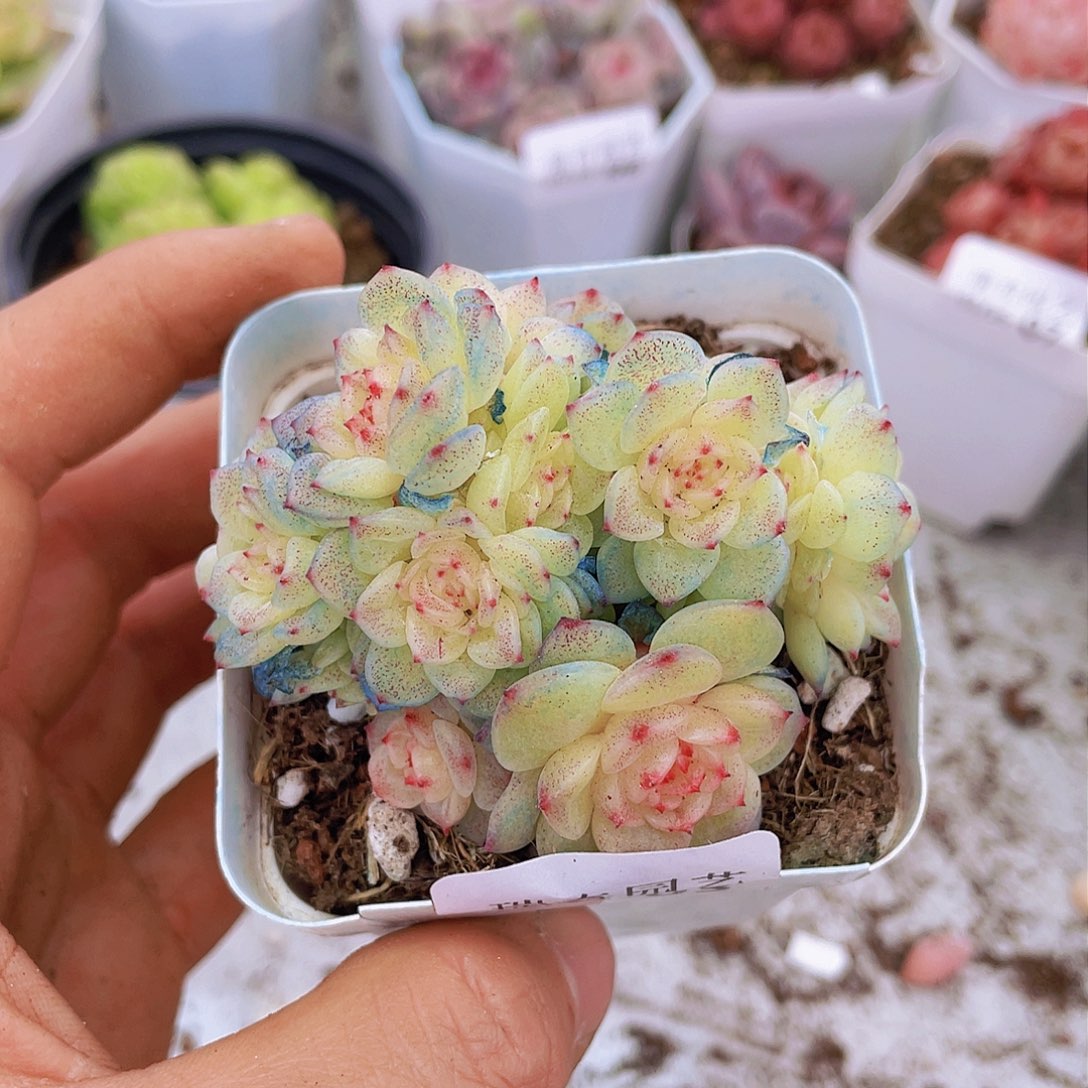 00000000000000003量拍