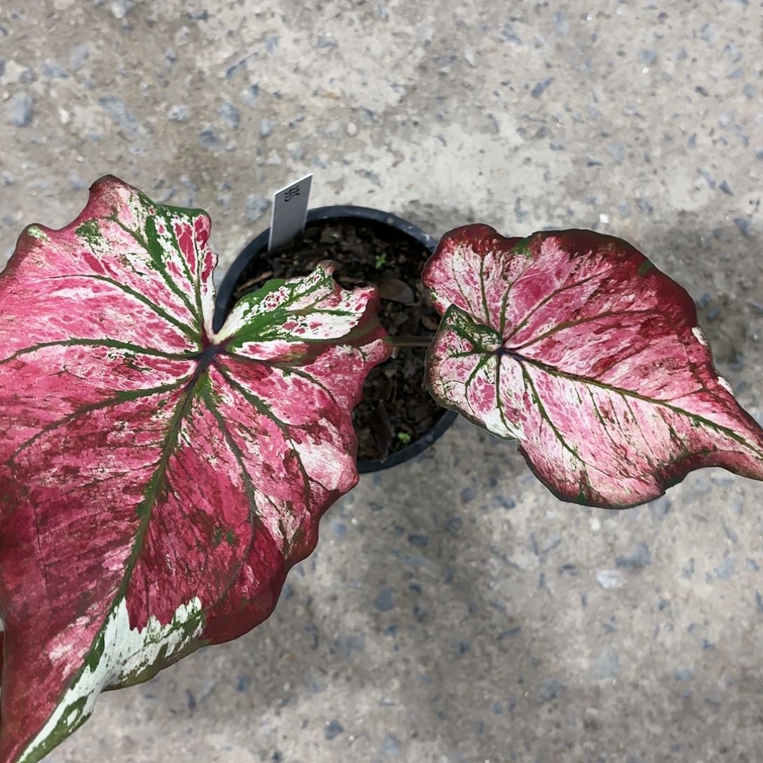 335-0123彩叶芋泰国发货