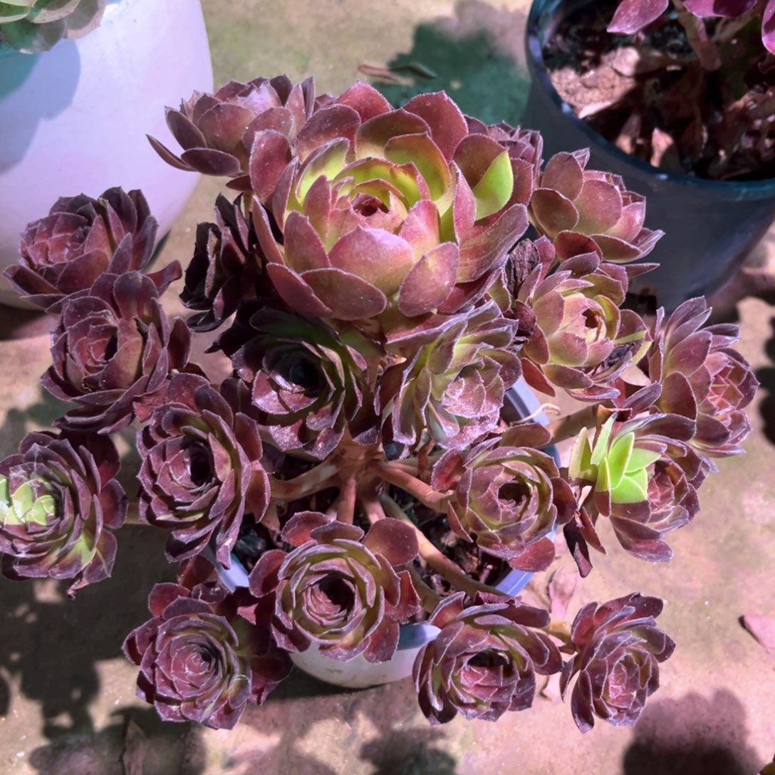 多肉植物黑美人000048