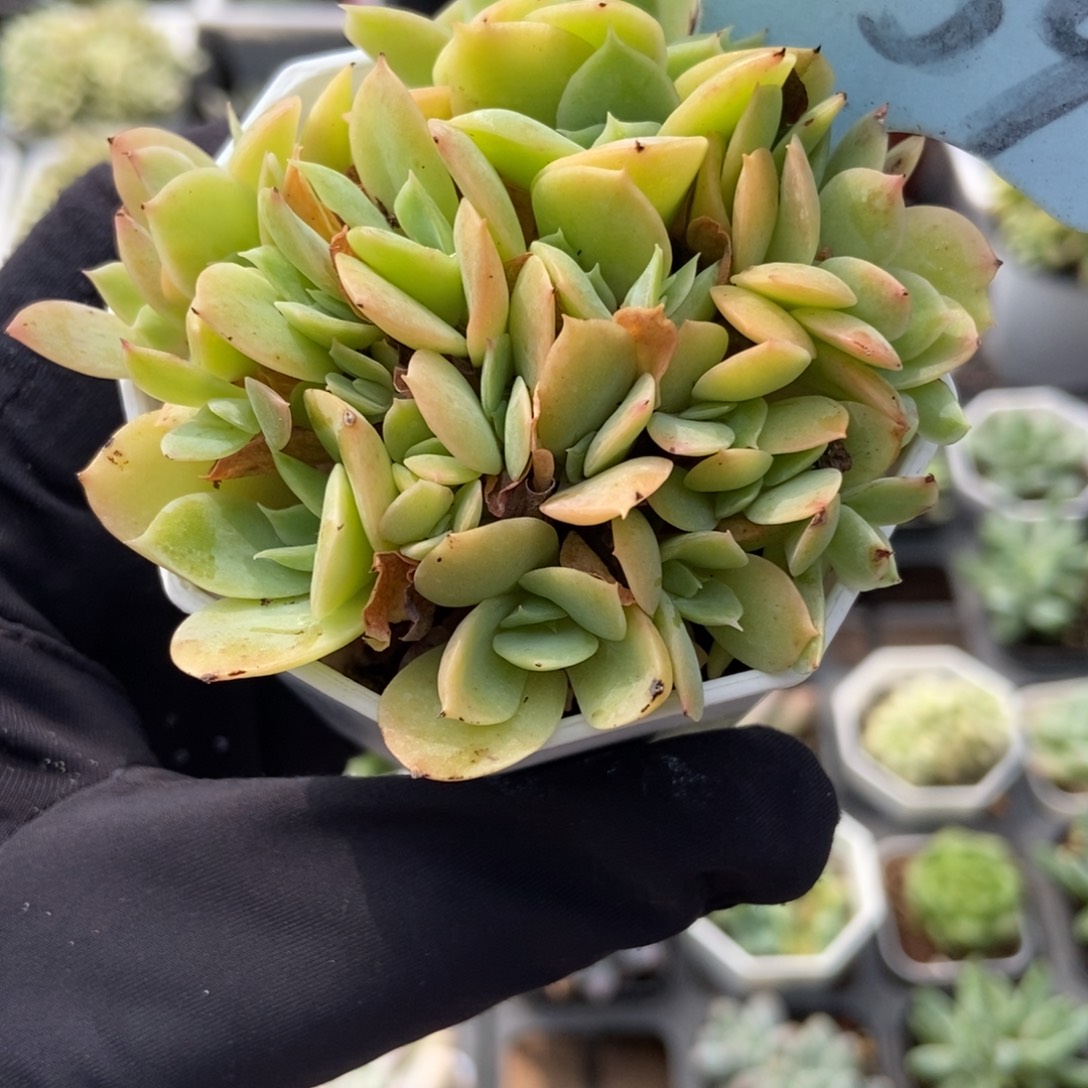 6059丝绸面纱缀多肉植物