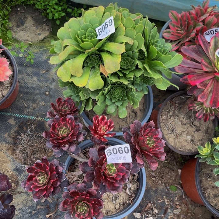 060和059两颗多肉法师不包断枝