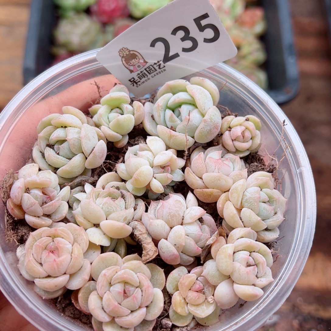 多肉植物多肉植物