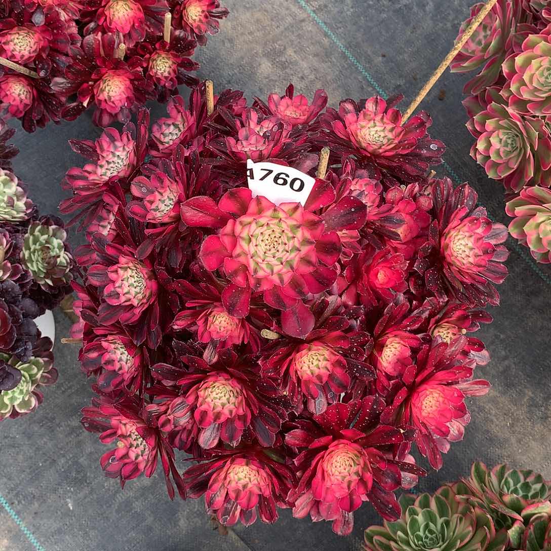 不***。760.红铜白多肉植物