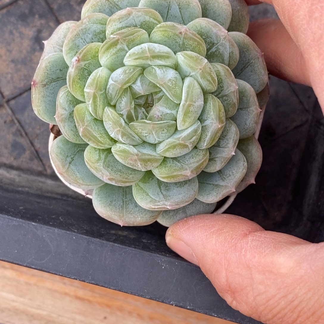 精品多肉一物一拍不包整336