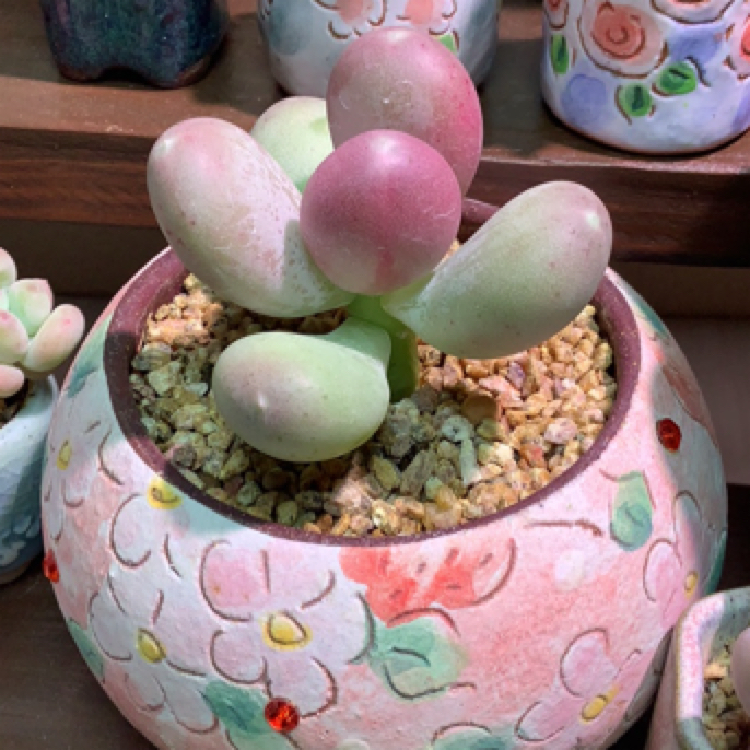 小屁桃奶母本 啊啊