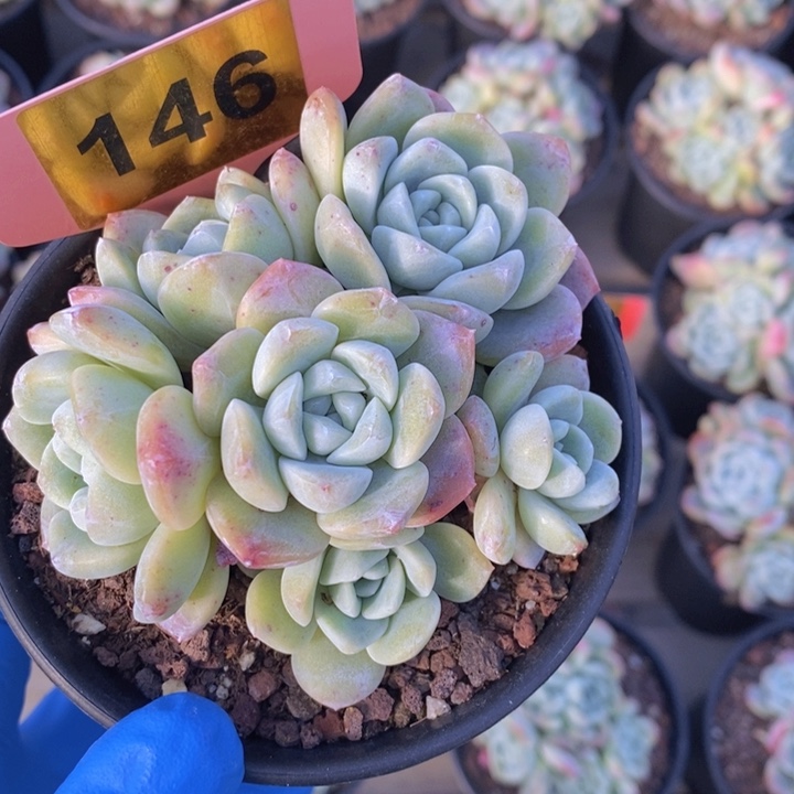 146号冰玉自然群一颗