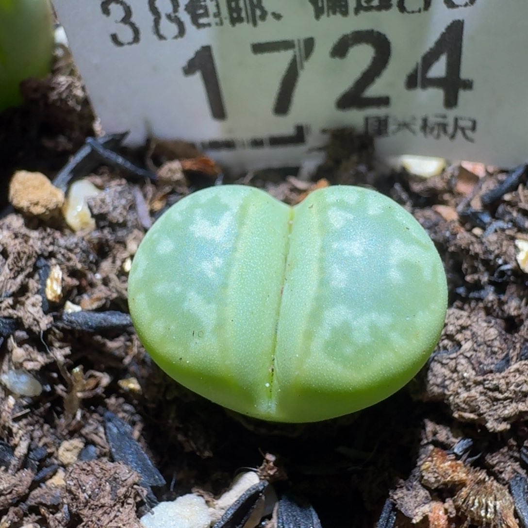 Ssss精品生石花1724
