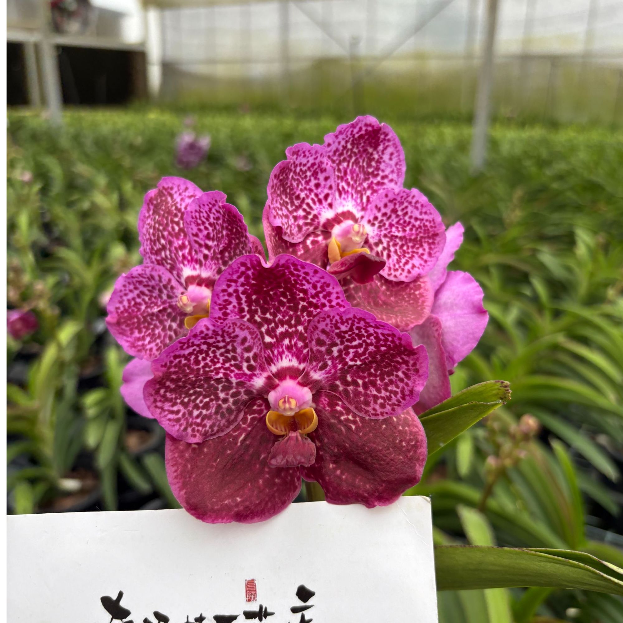 【南诏二级】泰国贝拉小姐万代兰（盆栽）花大艳丽，养护难度低