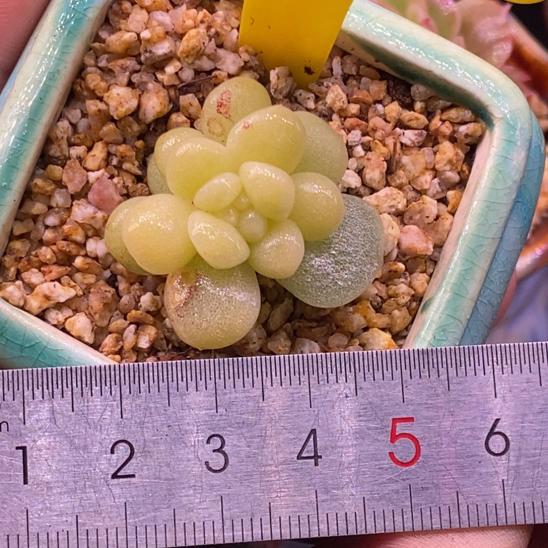 9111冰玉黄锦多肉……