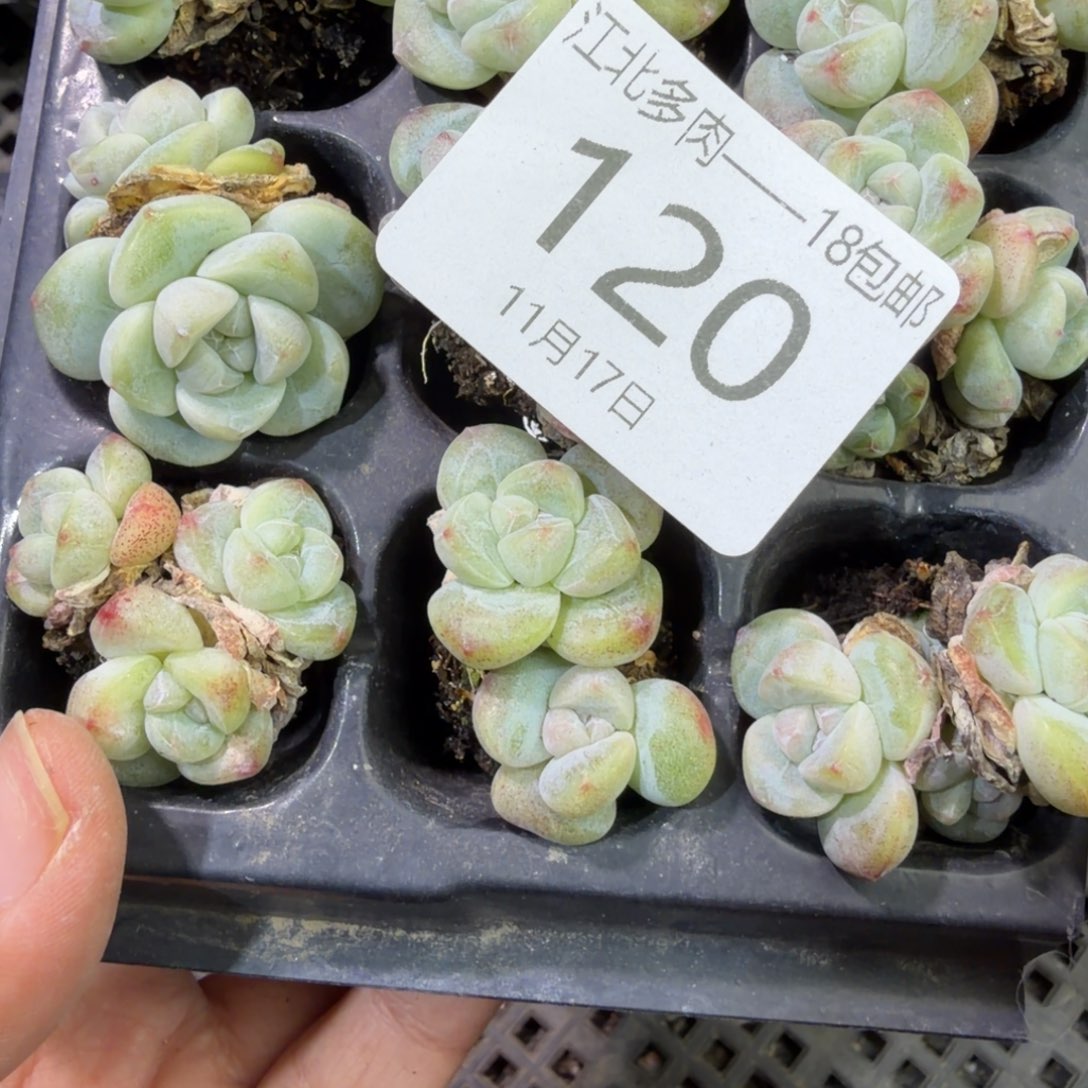 120 号到手1框江北多肉