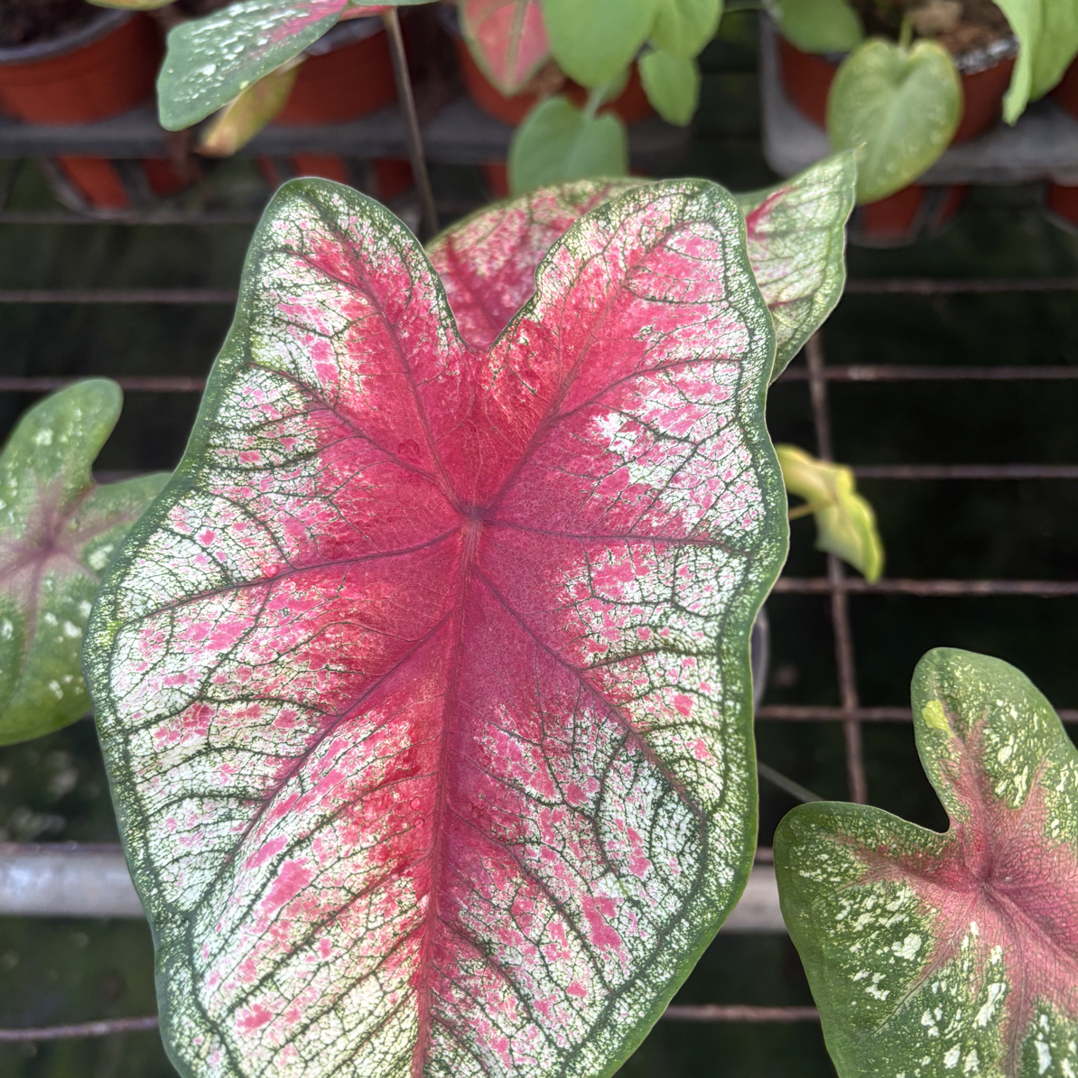 五彩斑斓彩叶（120盆）