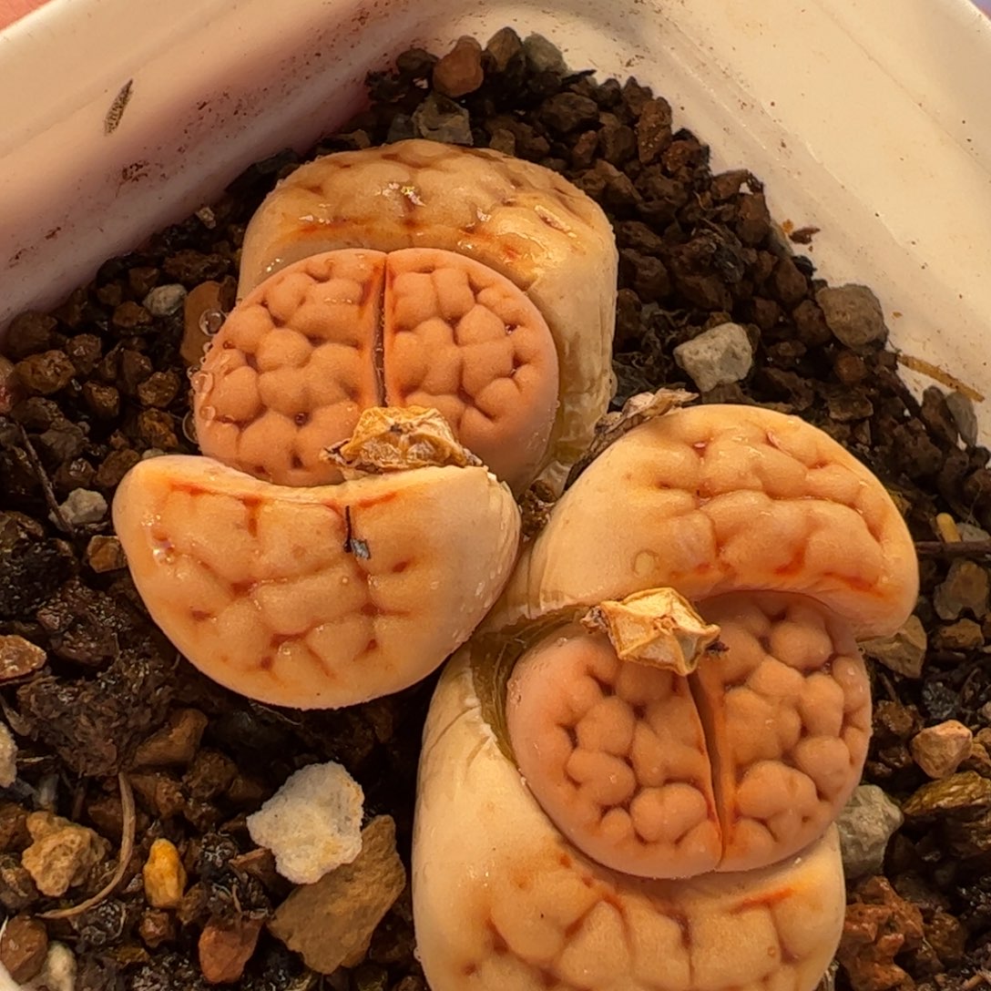 023多肉植物百科