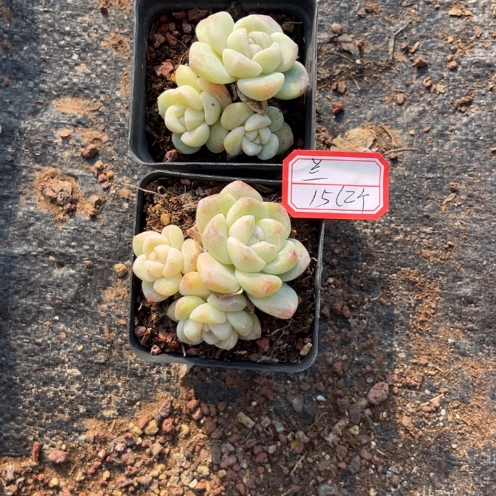 兰***冰玉多肉七方盆3头