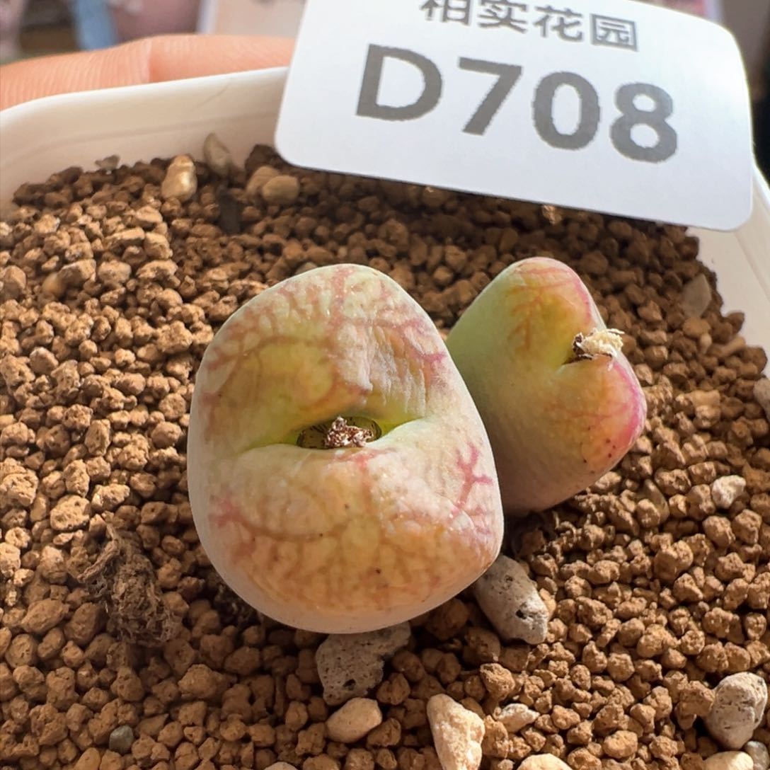 708。棚主优选毛杂墨母本拆头。带盆土