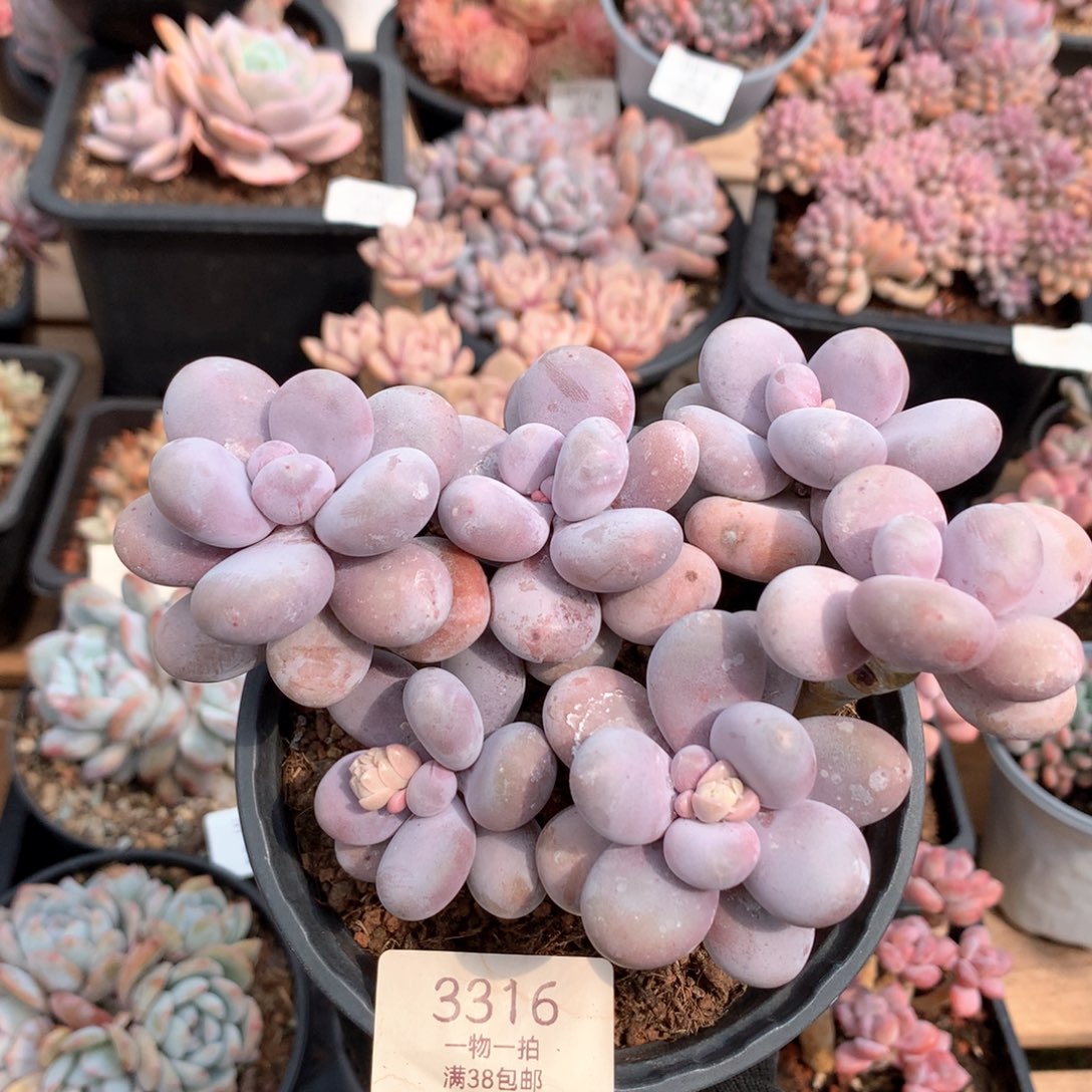 14.5厘米六头原始奶3316